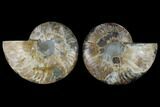 Sliced Ammonite Fossil - Agatized #115320-1
